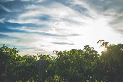 植物，自然，树木，绿色，叶子，新鲜，年轻