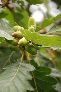 橡子,秋季,装饰,水果,橡树,自然,树 橡子,秋季,装饰,水果,橡树,自然,树