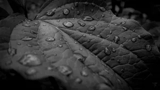 叶，水，滴水，叶子，床单在水中