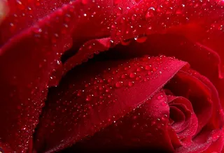 玫瑰，露水，水，红色，花瓣，花