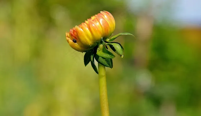 非洲菊，Germini，花，春天，感情，浪漫