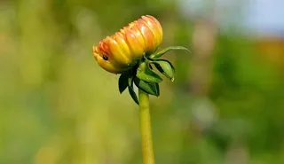 非洲菊，Germini，花，春天，感情，浪漫