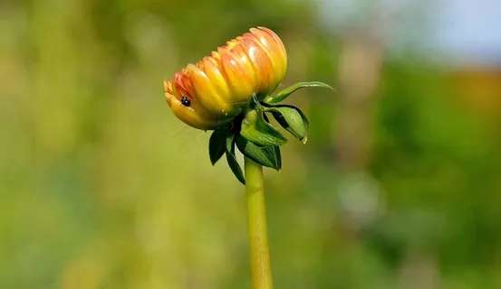非洲菊,Germini,花,春天,感情,浪漫 非洲菊,Germini,花,春天,感情,浪漫
