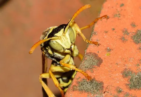 昆虫,膜翅目,黄蜂,Polistes 昆虫,膜翅目,黄蜂,Polistes