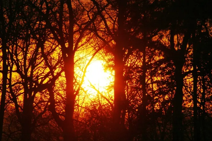 林间空地，光，日落，太阳，树木，森林，景观
