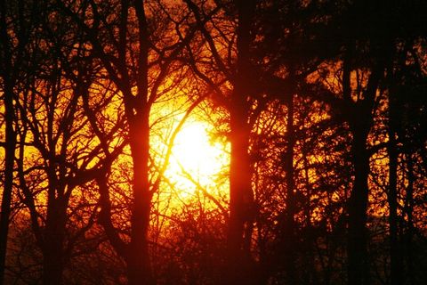 林间空地，光，日落，太阳，树木，森林，景观