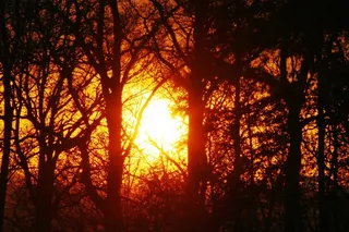 林间空地，光，日落，太阳，树木，森林，景观