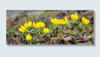 冬季乌头，ran葵，春天，植物