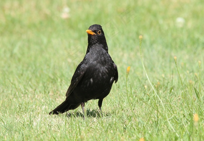 黑鸟，Turdus Merula，真，鸟，油门，黑色