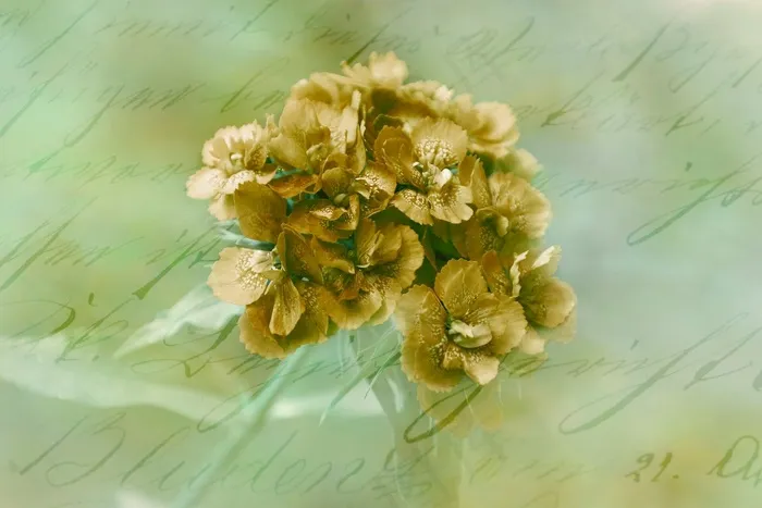 背景图像，花朵，浪漫