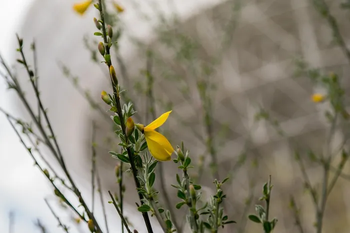 扫帚，射电望远镜，埃菲尔斯堡，开花，盛开