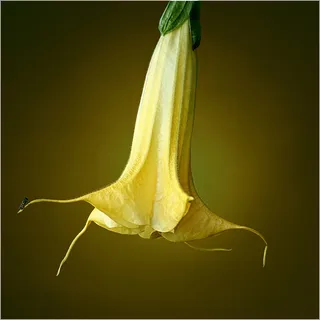 Brugmansia，小号，花，性质，植物，曼陀罗
