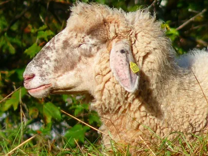 羊，头，毛皮，柔软，羊毛，动物