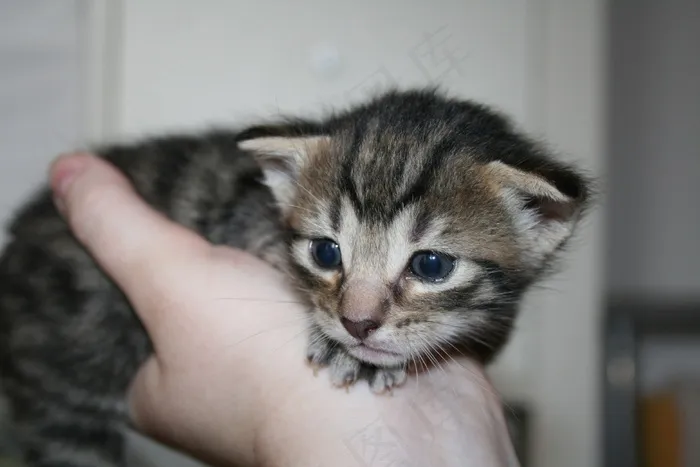 猫，宿醉，小猫，小狗，猫宝宝，家猫