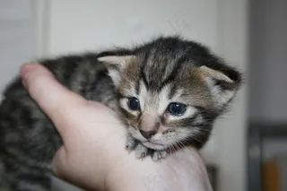 猫，宿醉，小猫，小狗，猫宝宝，家猫