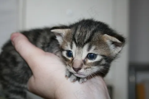 猫,宿醉,小猫,小狗,猫宝宝,家猫 猫,宿醉,小猫,小狗,猫宝宝,家猫
