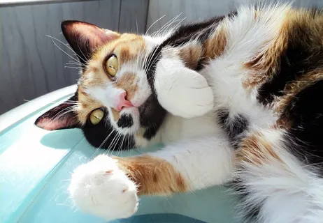 猫,黄色的眼睛,三色猫,可爱,猫的,宠物 猫,黄色的眼睛,三色猫,可爱,猫的,宠物