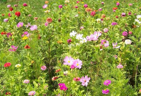 鲜花,野花,花的,植物,自然,开花 鲜花,野花,花的,植物,自然,开花