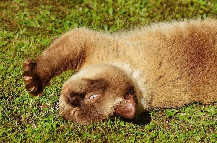 猫，英国短毛猫，戏剧，米氏，纯种，亲爱的