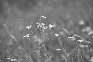 花，特写，黑色和白色，性质，春天，白