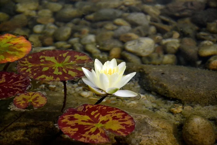 睡莲，白，水，池塘，玫瑰湖，黄色