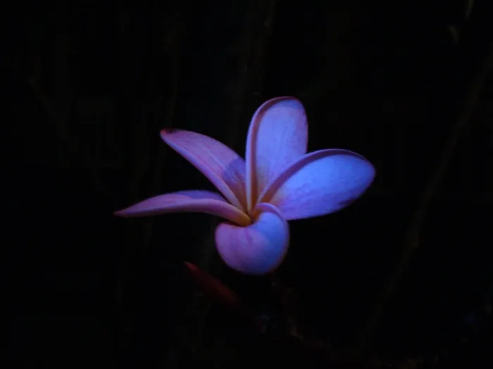 花,鸡蛋花,热带,蓝色,开花,花瓣 花,鸡蛋花,热带,蓝色,开花,花瓣
