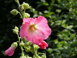 蜀葵，花，玫瑰，春天，花园，自然