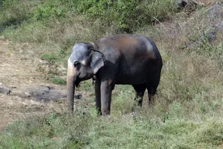 大象，驯服，印度，动物，厚皮，巨型