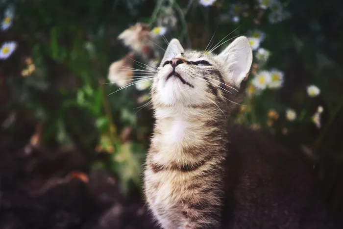 猫，小猫，小