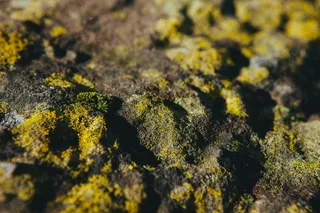 地衣,粘菌,花卉,连翅,饮料/饮品,滑苔藓石头滑