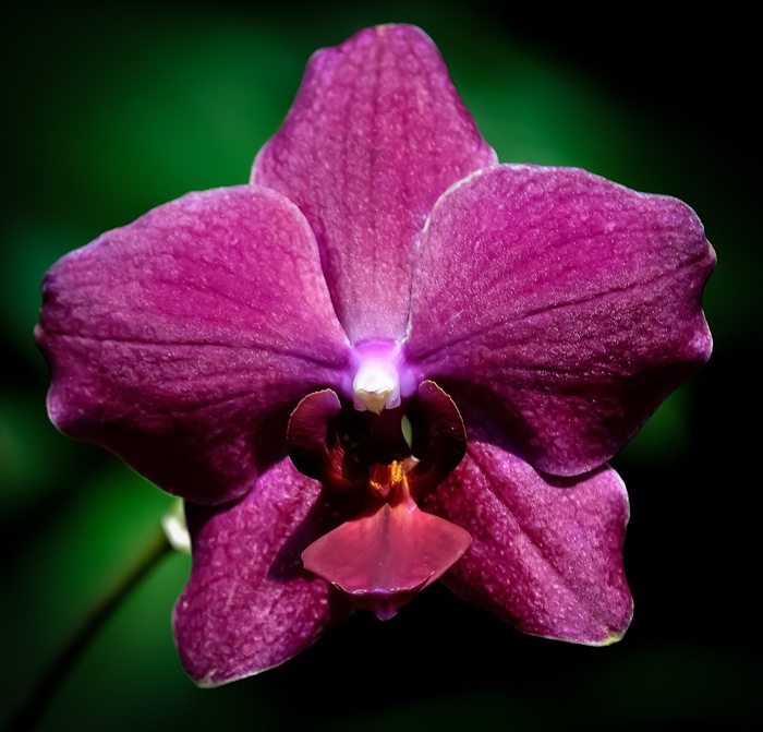 兰花，花，紫色，花的，美丽，自然