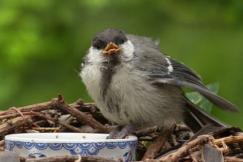 动物，鸟，山雀，帕鲁斯专业，年轻，觅食，花园