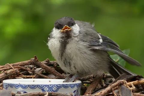 动物，鸟，山雀，帕鲁斯专业，年轻，觅食，花园