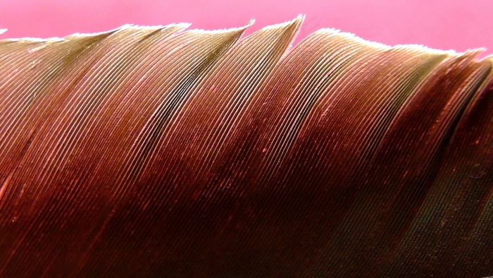 春天，全身羽毛，鸟，关闭，自然，闪光