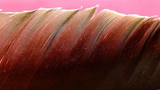 春天，全身羽毛，鸟，关闭，自然，闪光