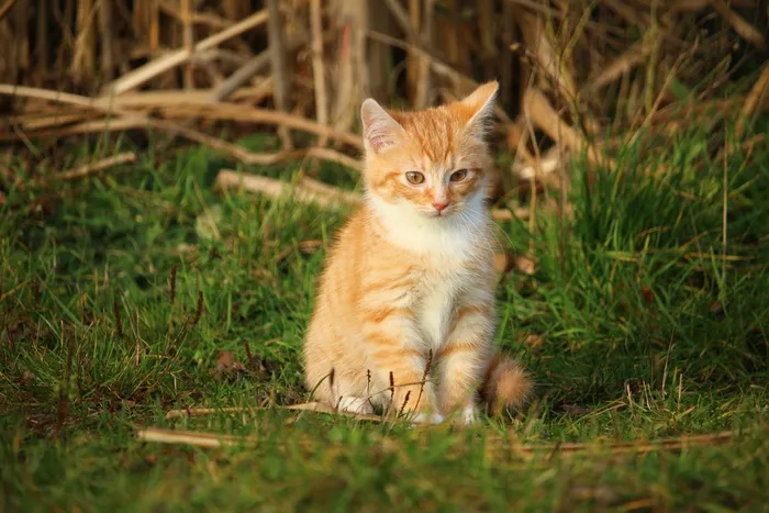 猫，小猫，猫宝宝，年轻的猫，红猫，家猫
