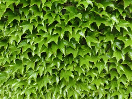 常春藤,兰克,登山者,绿色,性质,背景 常春藤,兰克,登山者,绿色,性质,背景