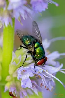 宏,花,飞,性质,关闭,Bug 宏,花,飞,性质,关闭,Bug