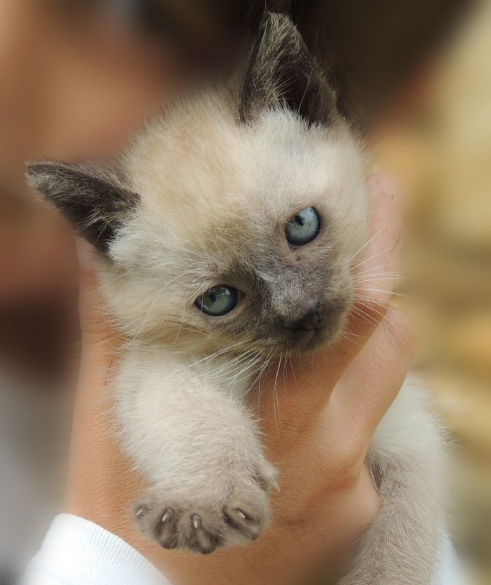 小猫，猫，动物，连体，宠物，看看，肖像