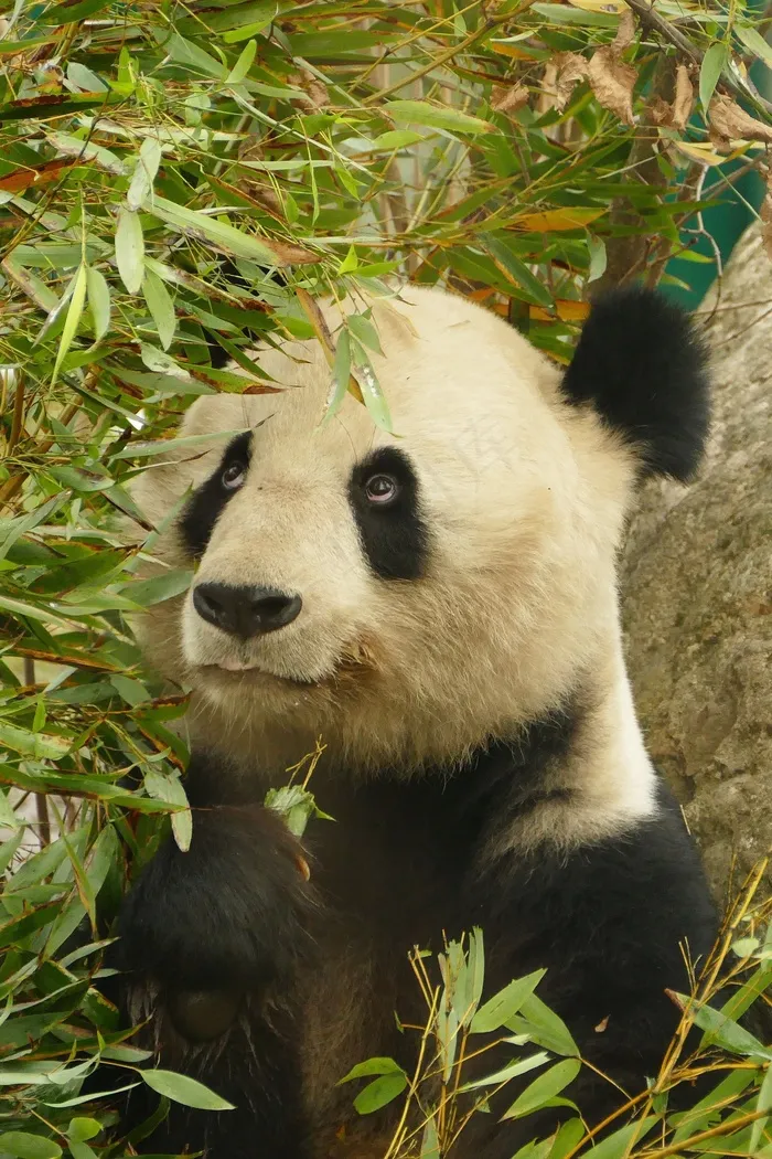 熊猫，动物，熊，哺乳动物，动物园，毛皮，可爱，自然