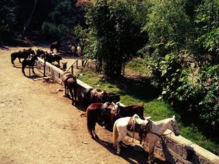 马匹，马，动物，母马，动物，布朗