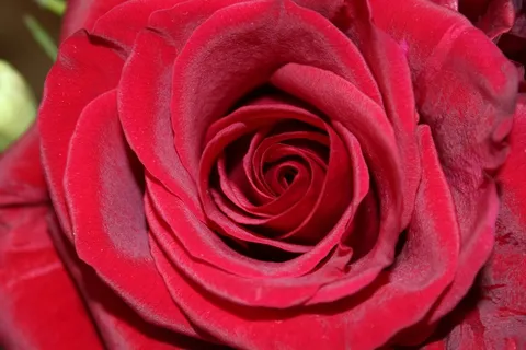 玫瑰，花，玫瑰绽放，红色，植物