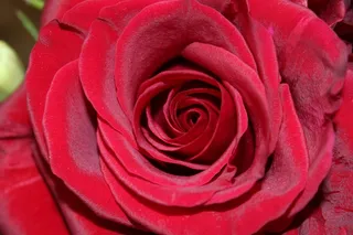 玫瑰，花，玫瑰绽放，红色，植物