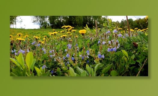鲜花，大自然，绿色，夏天，花园，春天，森林