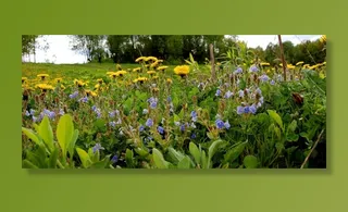 鲜花，大自然，绿色，夏天，花园，春天，森林