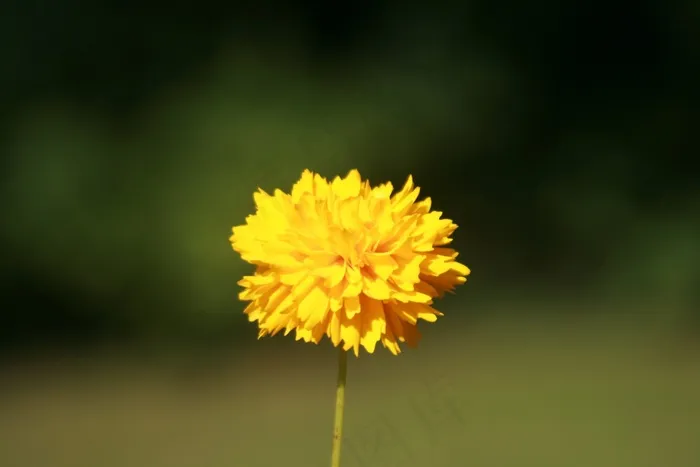 花，开花，鲜花，草地，植物，黄色