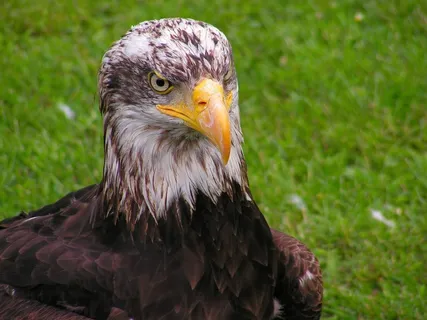 秃头鹰，头，幼仔，鹰，肖像，草