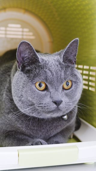 猫咪猫，蓝猫，休息，宠物