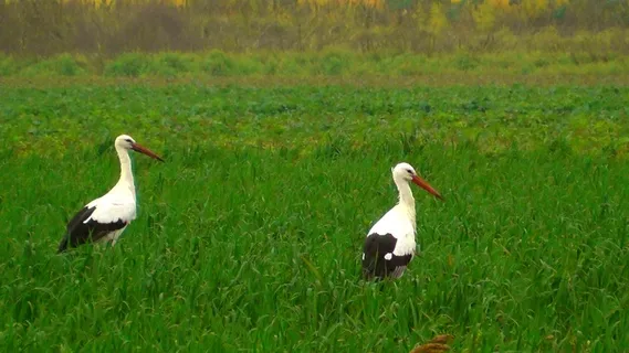 鹳，鸟，飞，自然，草地，动物