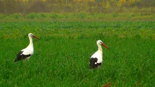 鹳，鸟，飞，自然，草地，动物